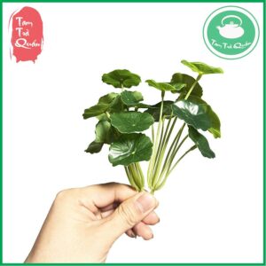 Cỏ giả rau má nhật trang trí 9 lá