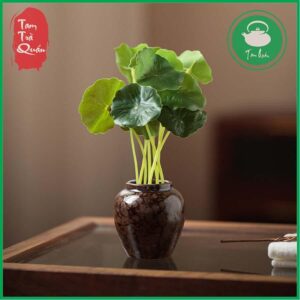 Tiểu cảnh mini chum sành kèm cỏ rau má | Trang trí bàn trà