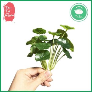 Hòn non bộ sứ giả đá trông cây mini | Trang trí bàn trà - Ảnh 4
